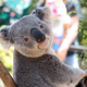 Illustration for article titled Australian Animals That Wont Kill You, Ranked
